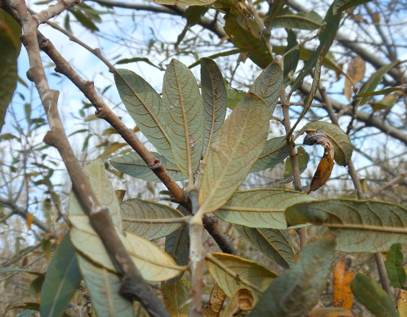 Salix atrocinerea / Salice di Gallura